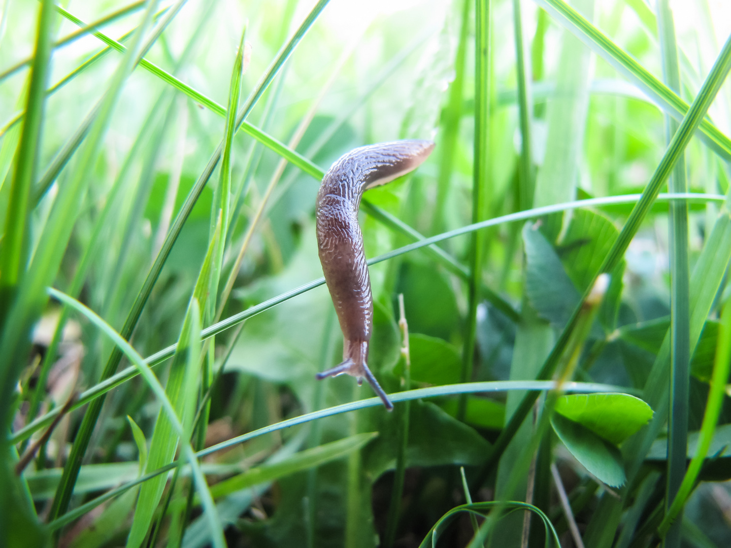 Kleine Wegschnecke