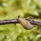 Kleine Wegschnecke 