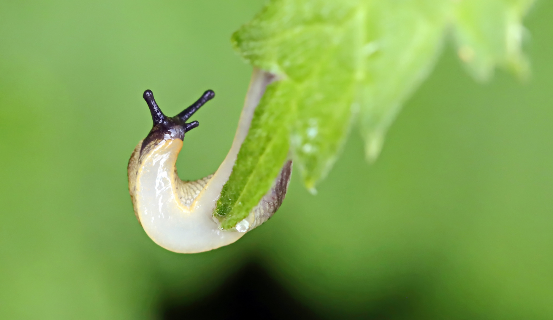 Kleine Wegschnecke