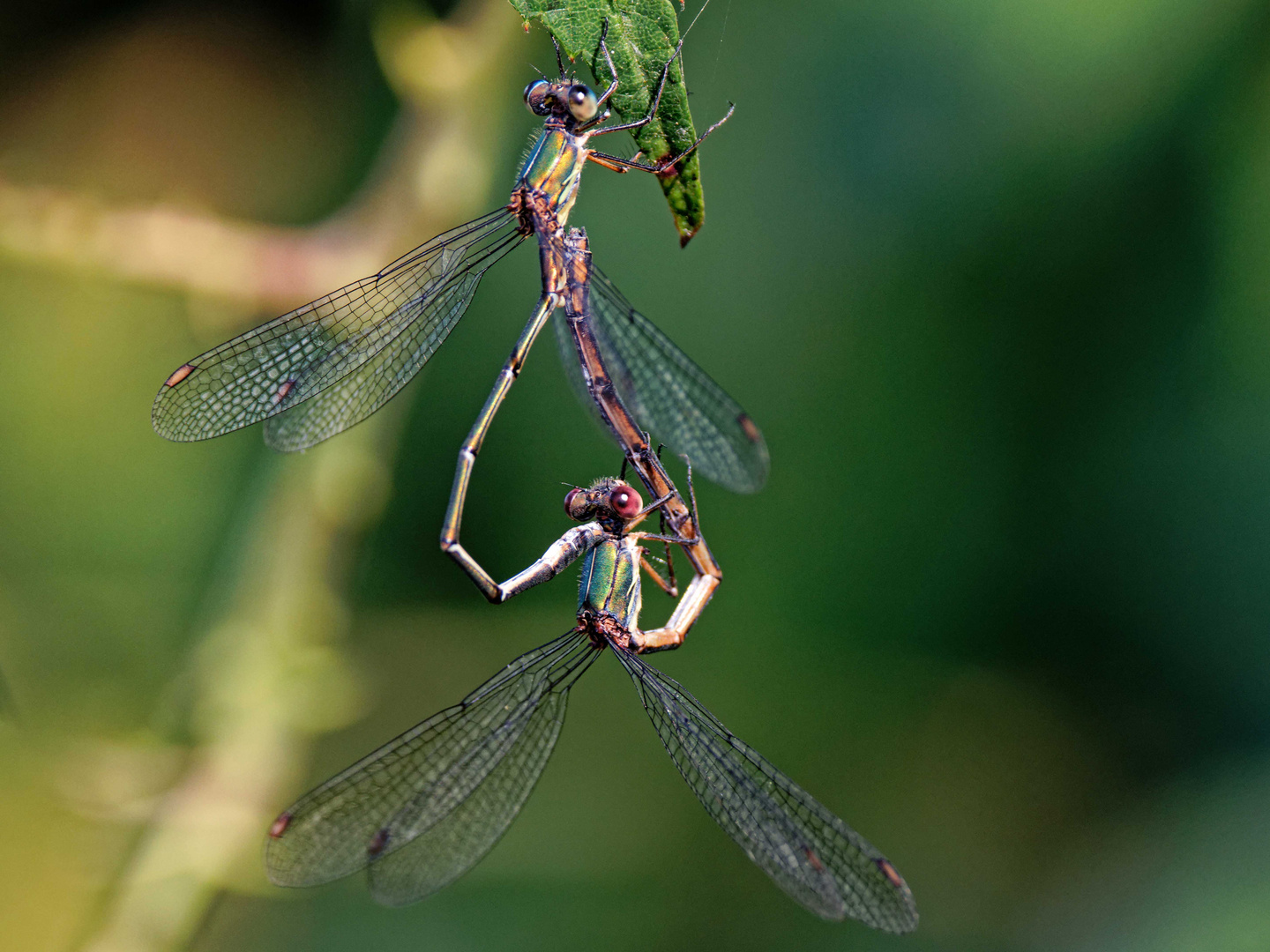 Kleine Weidenjungfern bei der Paarung