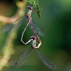 Kleine Weidenjungfern bei der Paarung