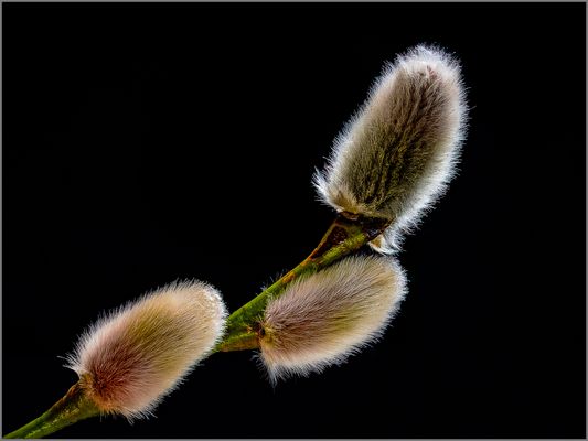 kleine Weidenkätzchen