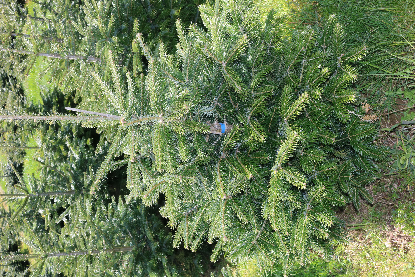 Kleine Weihnachtsbäume: Weihnachtsbaumzentrale