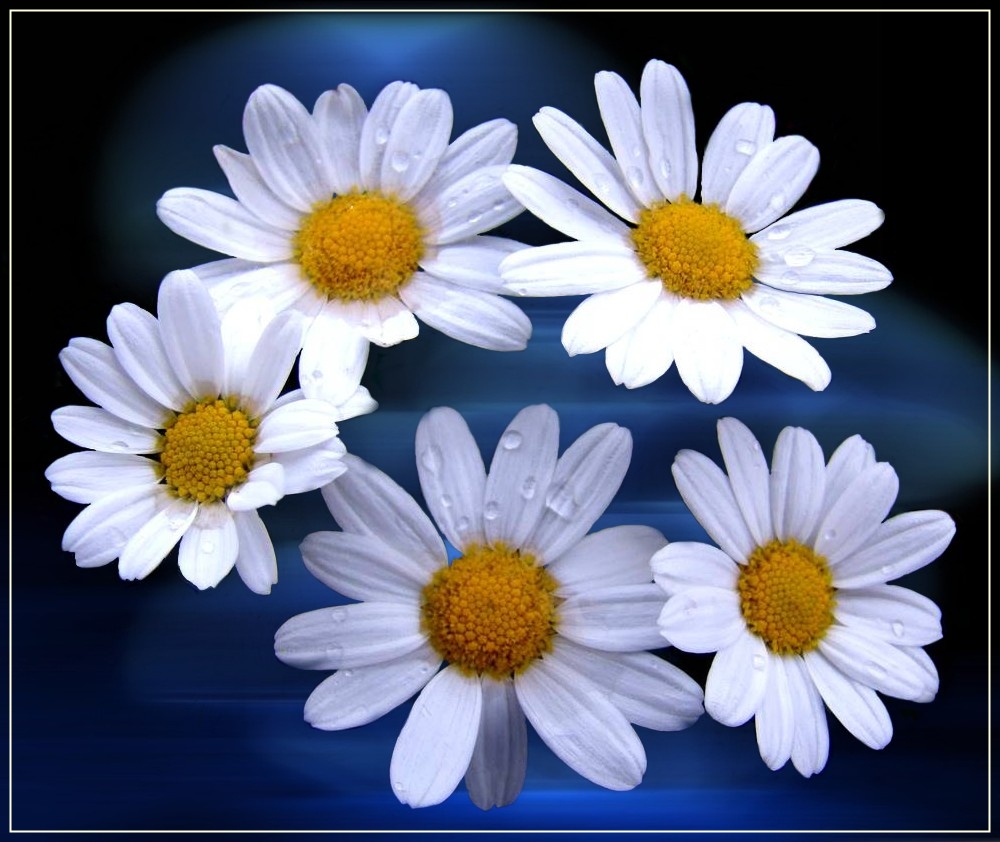 kleine weiße Blümchen Foto & Bild pflanzen, pilze & flechten, blüten