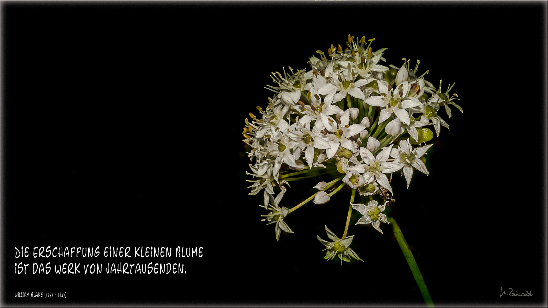 Kleine weiße Blüte