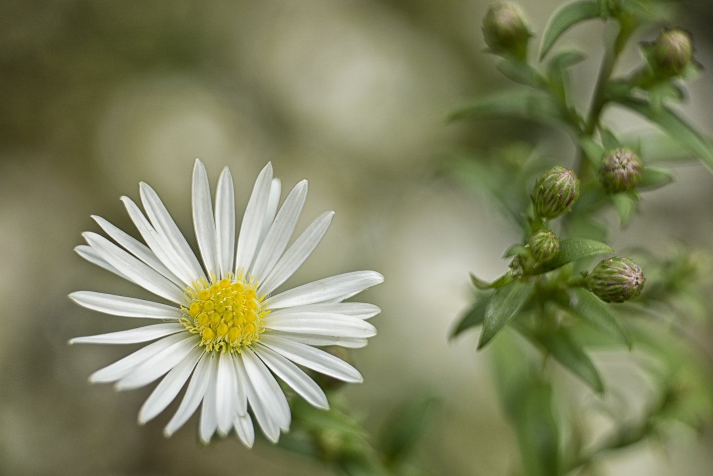 Kleine weiße Blüte