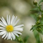 Kleine weiße Blüte