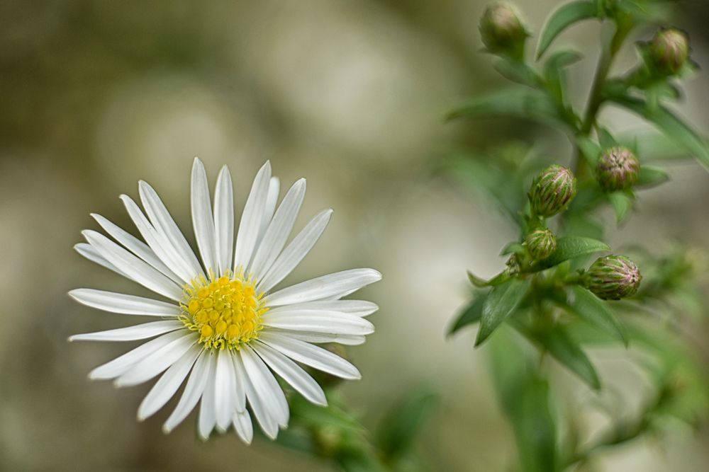 Kleine weiße Blüte Foto & Bild weiße blüten, weiß, natur Bilder auf