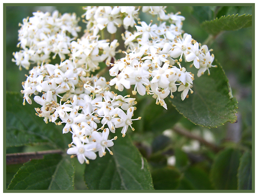 * kleine weiße Blüten * Foto & Bild *user bis 12. jahre, meine bilder