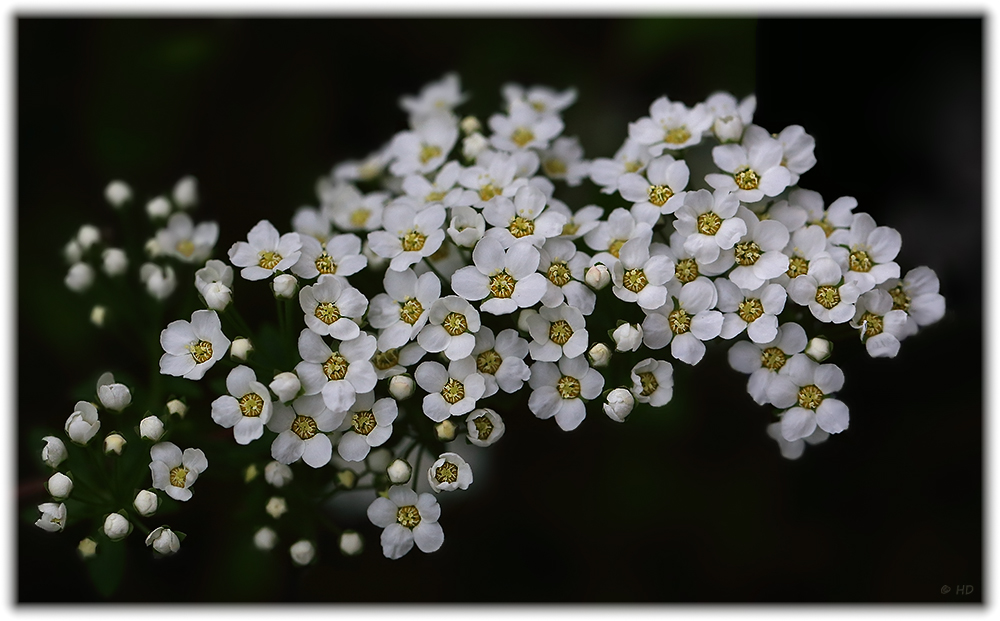 kleine weiße Blüten