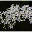 kleine weiße Blüten
