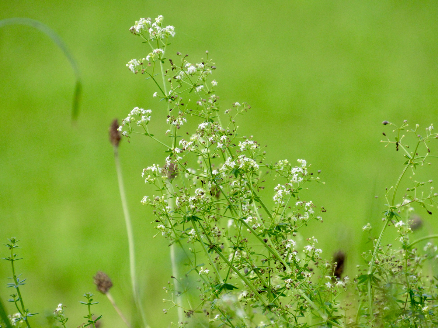 Kleine weisse Blüten Labkraut IMG_0304 Foto & Bild pflanzen, pilze