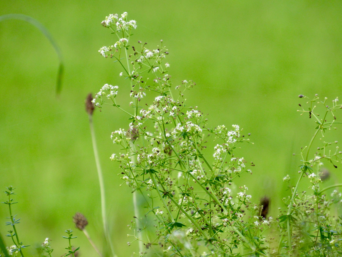 Kleine weisse Blüten - Labkraut IMG_0304