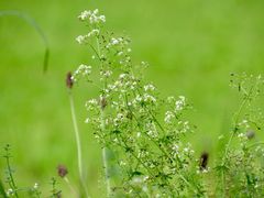 Kleine weisse Blüten - Labkraut IMG_0304