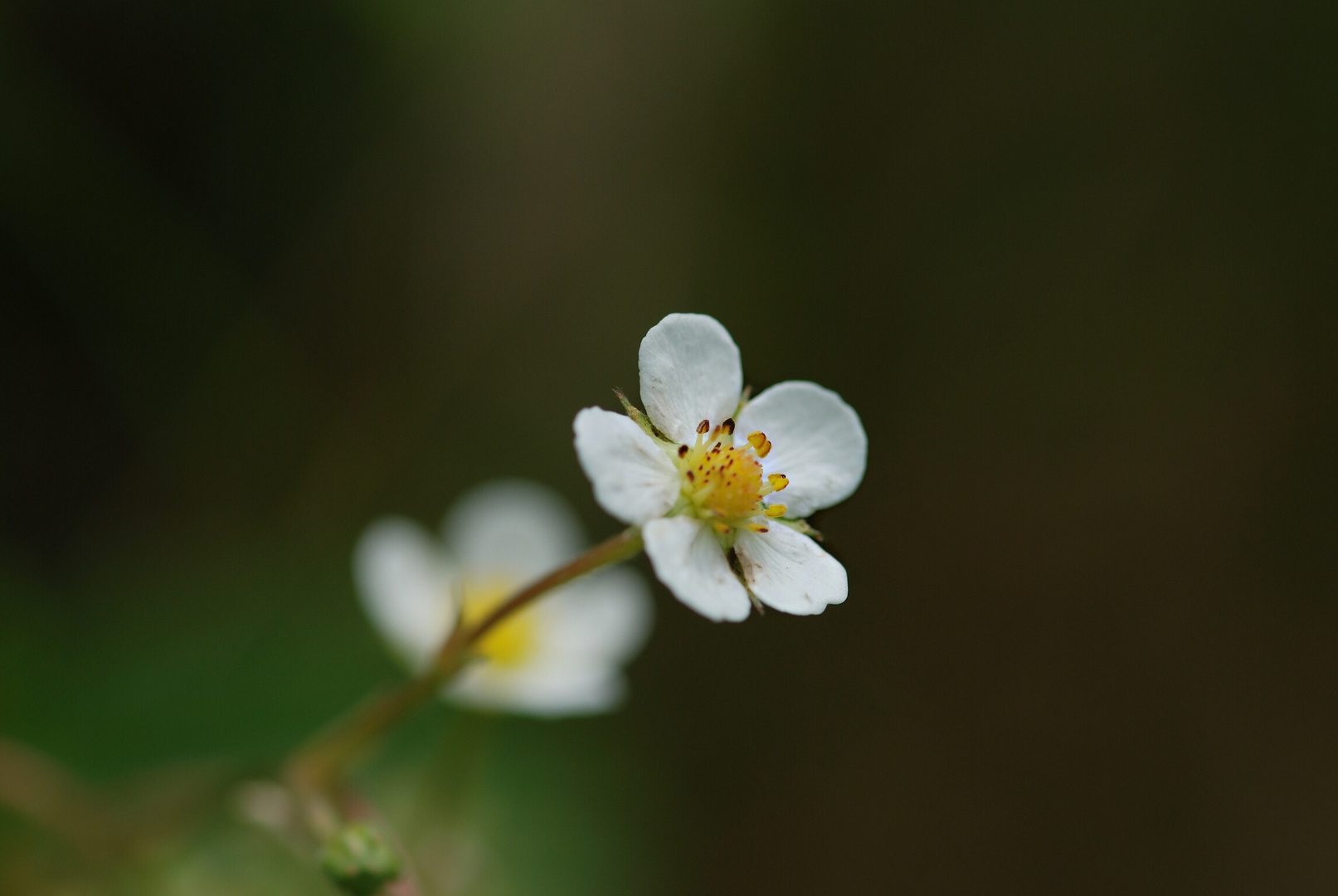 Kleine weiße Blume