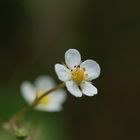 Kleine weiße Blume