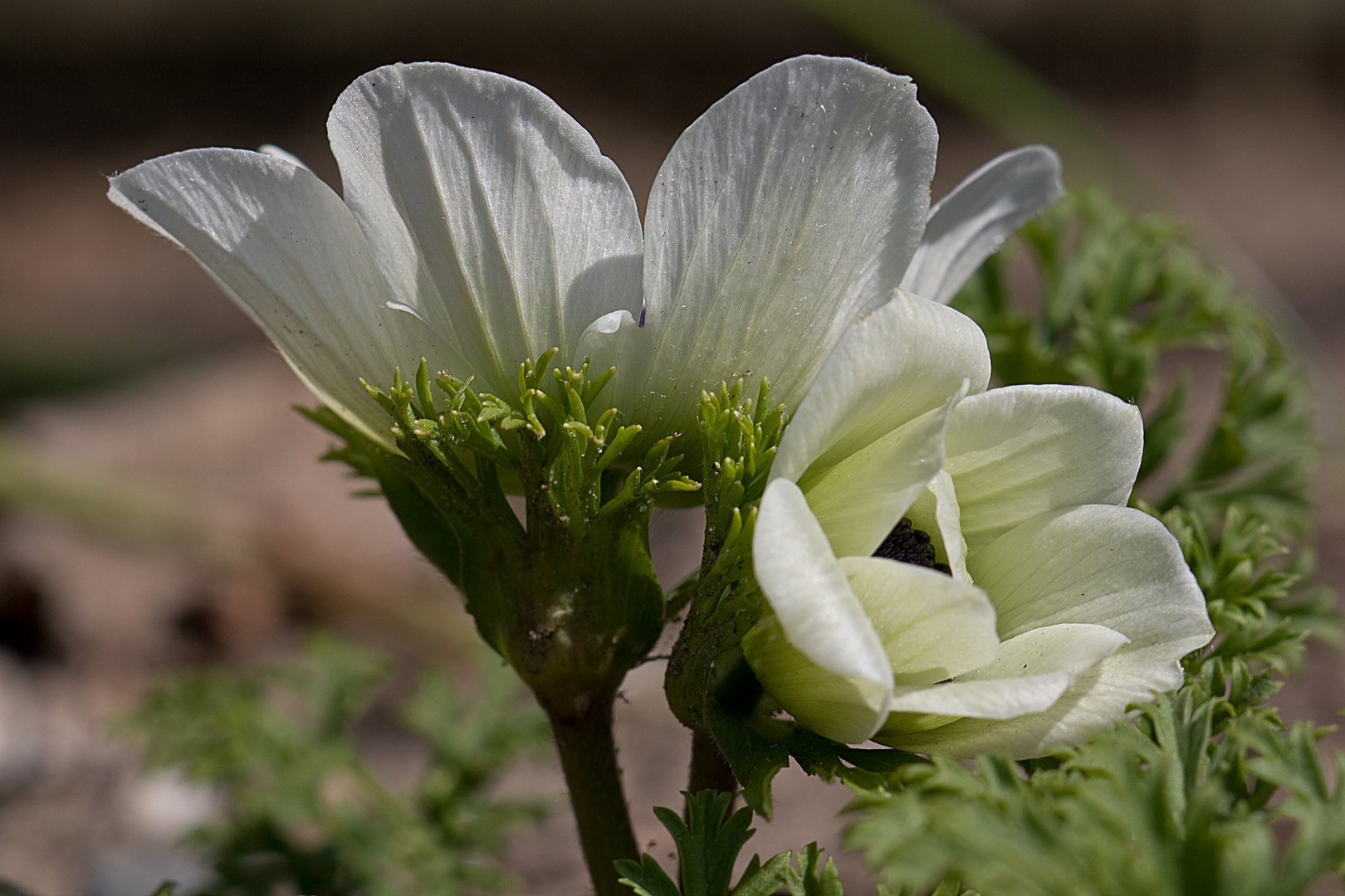 Kleine weiße Blume