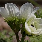 Kleine weiße Blume