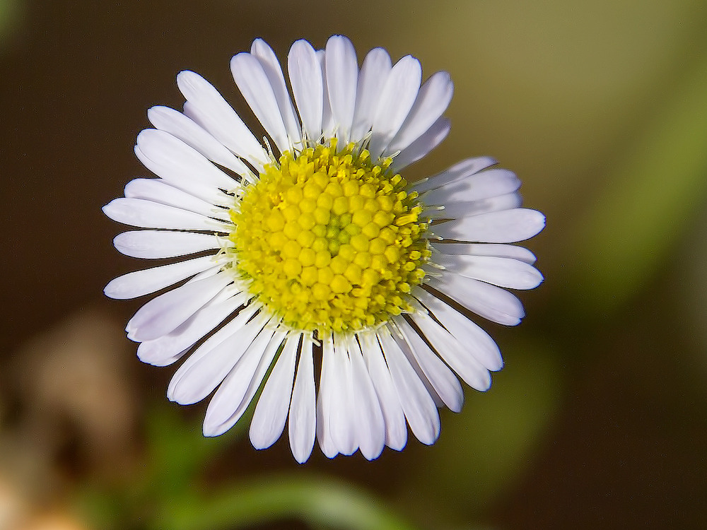 kleine, weiße Blume ....