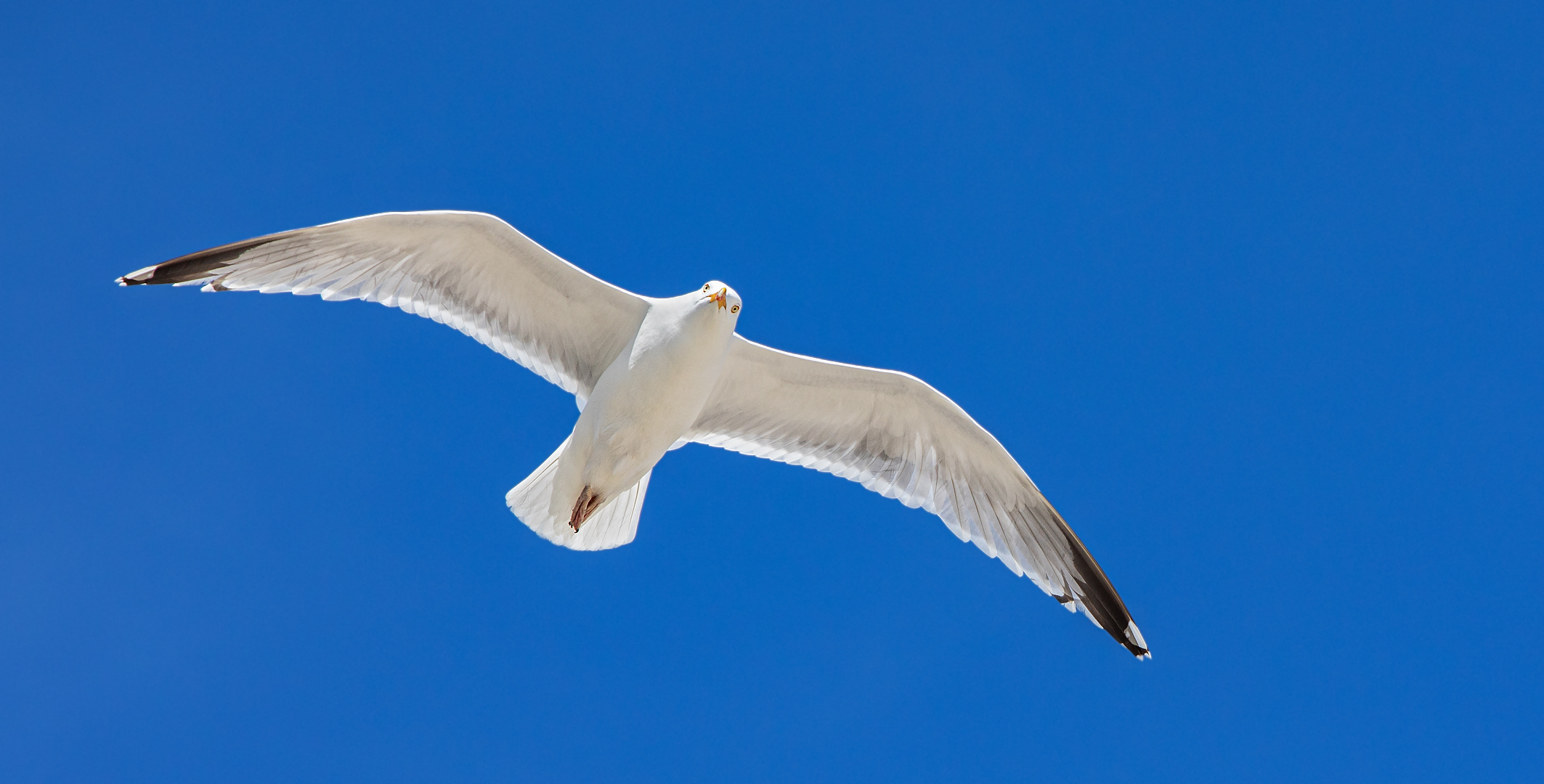 Kleine weiße Möwe flieg.....