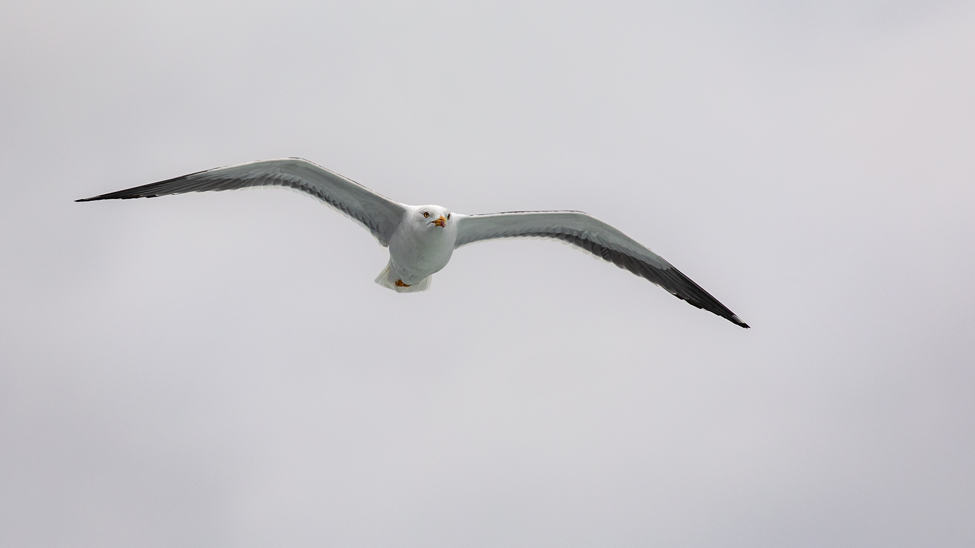 Kleine weiße Möwe flieg nach.....