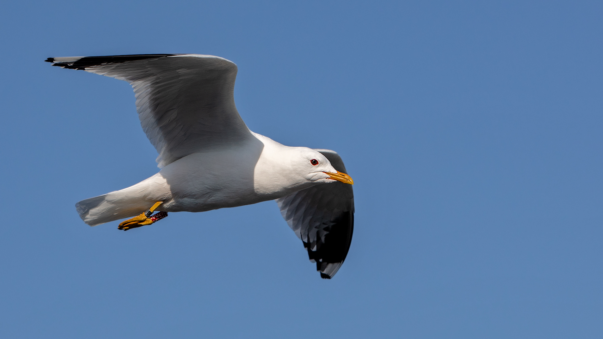 Kleine weiße Möwe flieg nach....