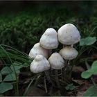 Kleine weiße Pilze ...