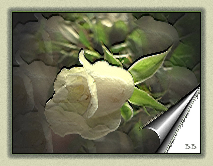 "Kleine Weiße Rose"