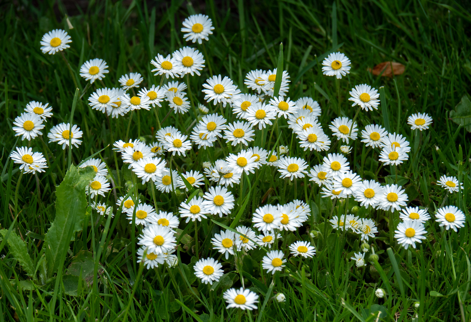 kleine weiße sternchen im gras...