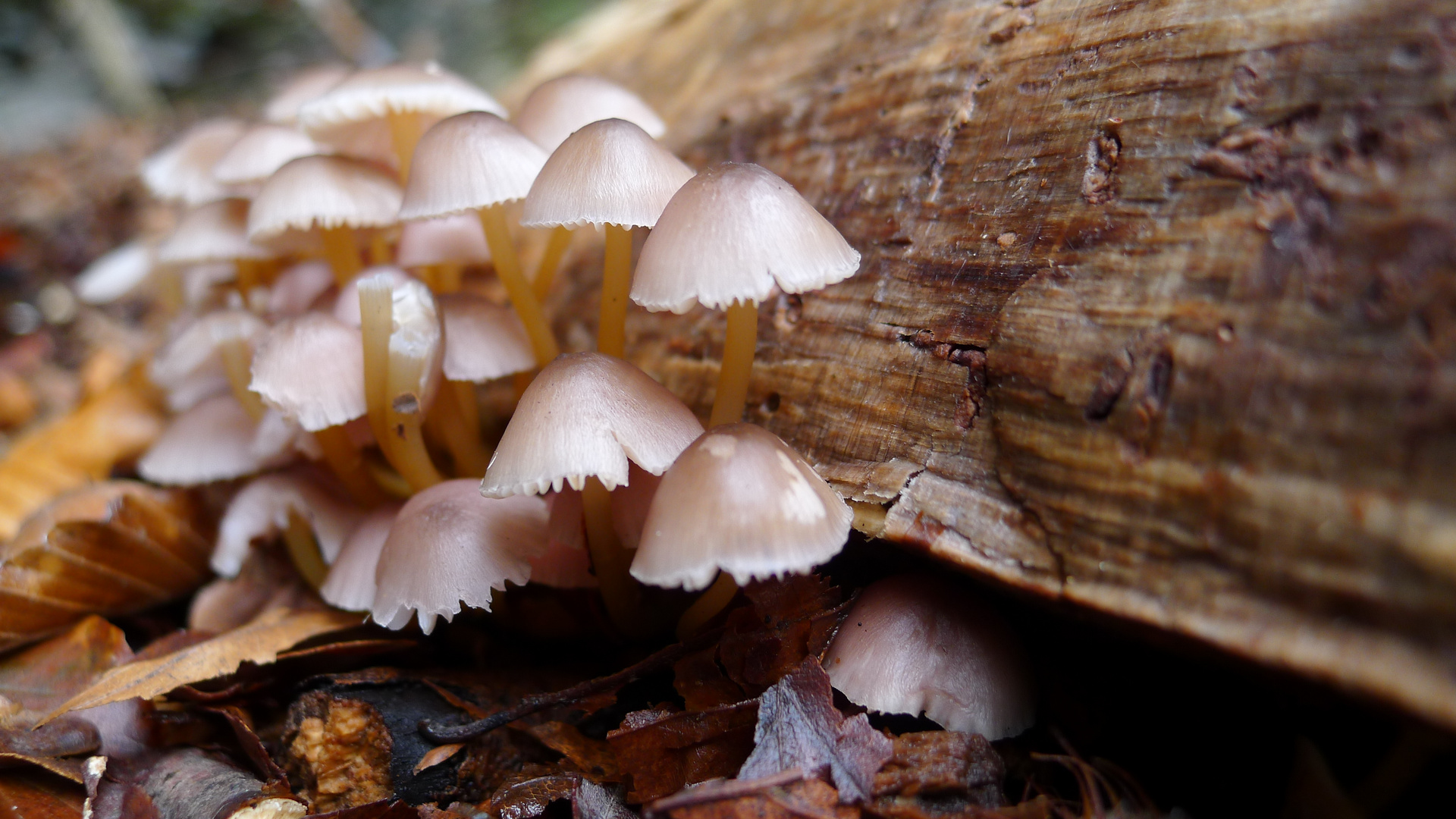 Kleine Welt am Wegesrand