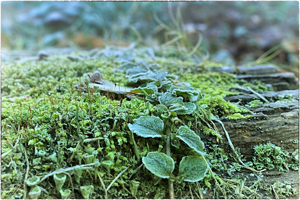 Kleine Welt an einem kalten Wintermorgen