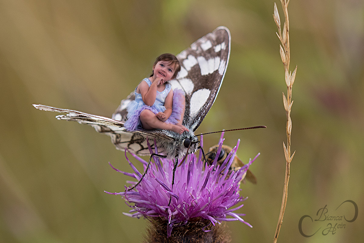 Kleine Welt ganz Groß-Schmetterling-