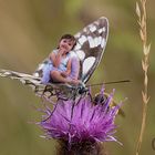 Kleine Welt ganz Groß-Schmetterling-