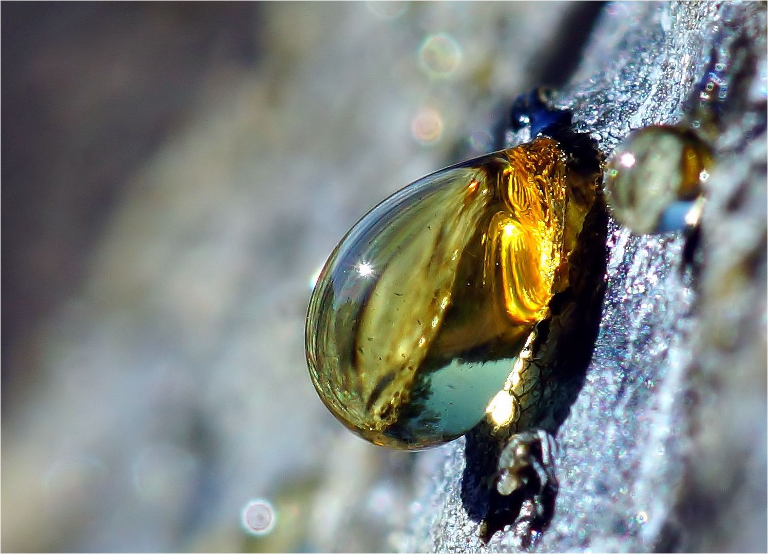 Kleine Welt im Baumharztropfen