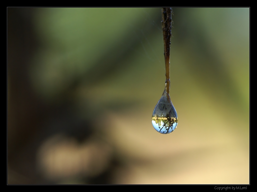 Kleine Welt im großen Tropfen