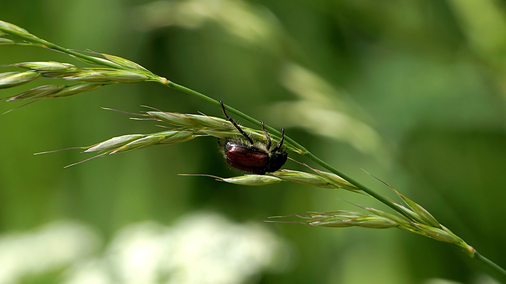 . . kleine Welt im Kleinen . .