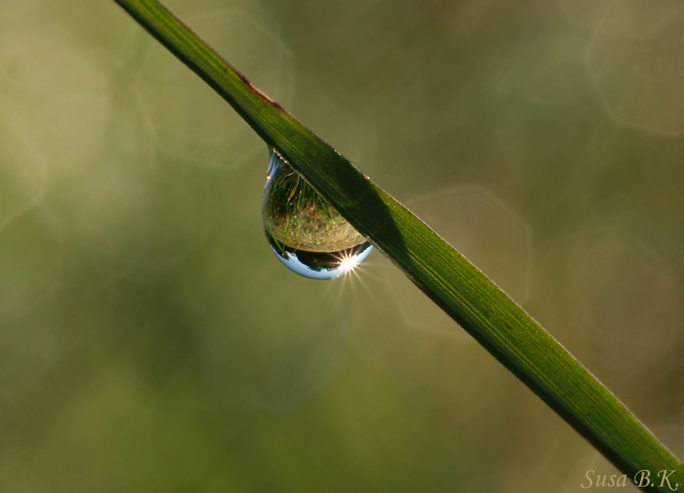 Kleine Welt im Tautropfen