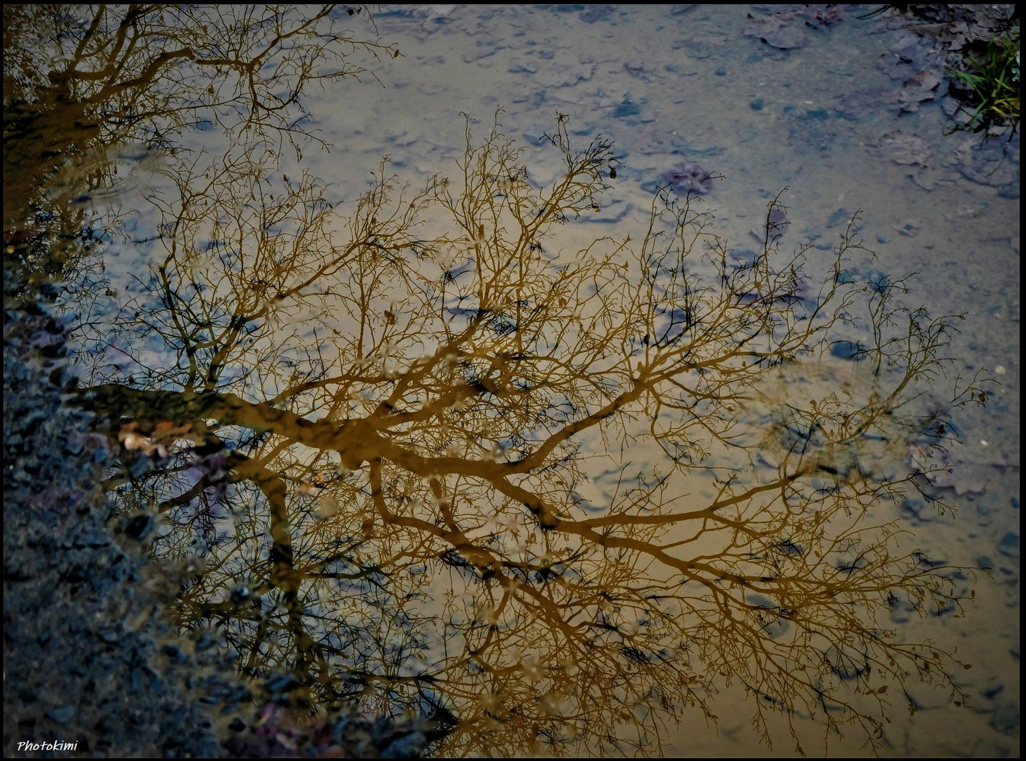 Kleine Welt in der Pfütze