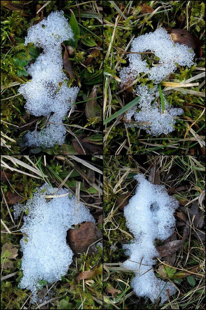 Kleine Wesen in meinem Garten