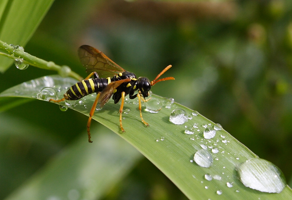 kleine Wespe Foto & Bild tiere, wildlife, insekten Bilder auf
