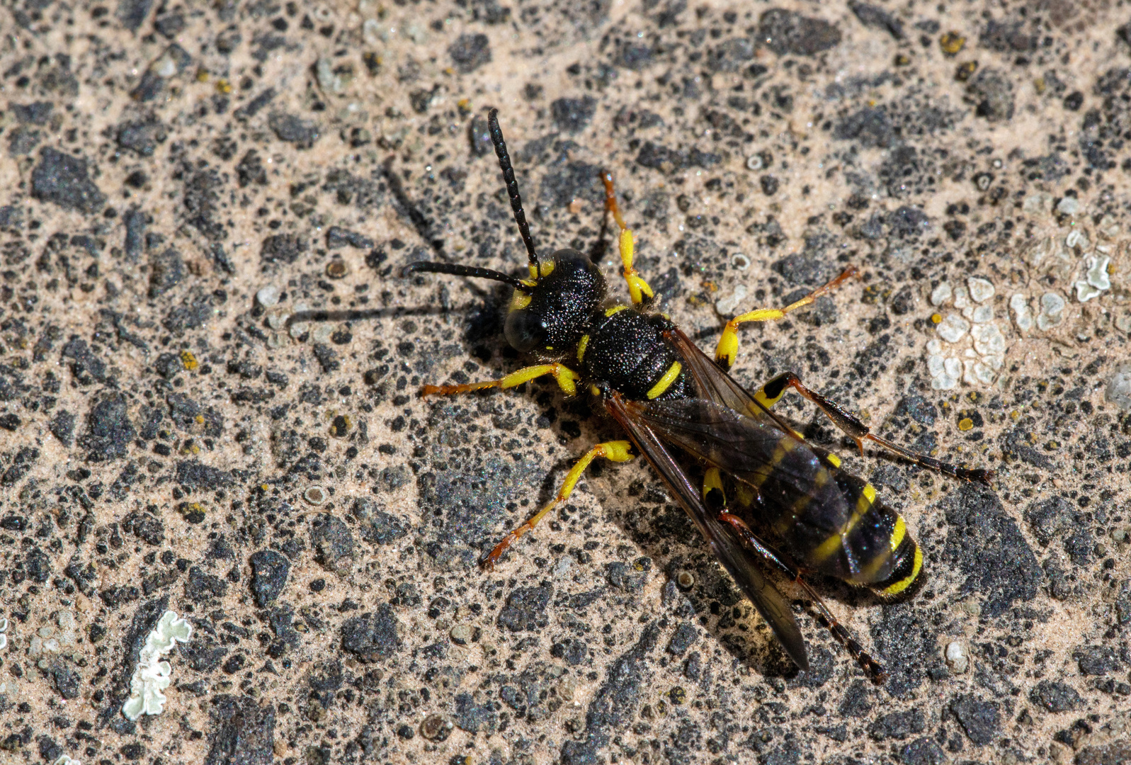 Kleine Wespe Foto & Bild tiere, wildlife, insekten Bilder auf