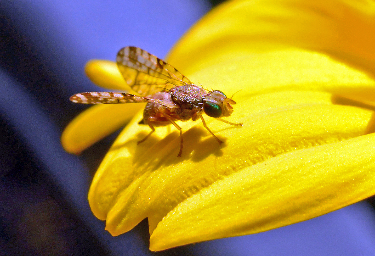 Kleine Wespe sonnt sich auf Balkonblume