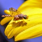 Kleine Wespe sonnt sich auf Balkonblume