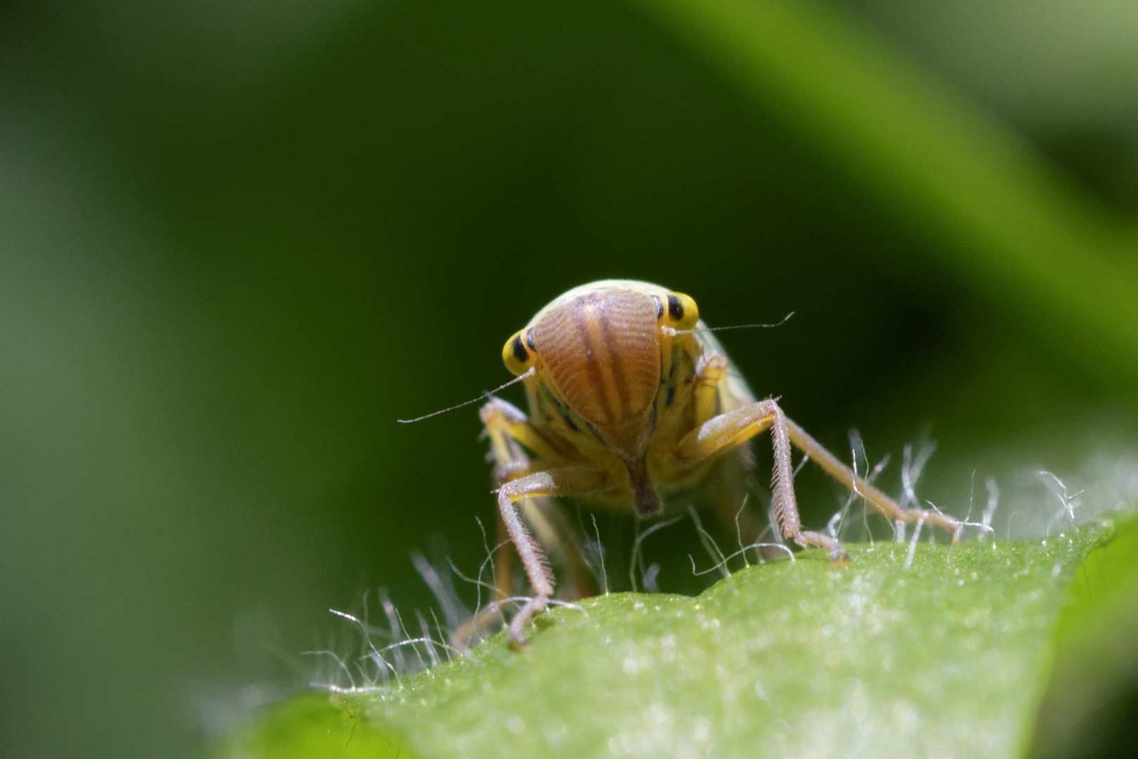 Kleine Wiesenbewohnerin: Die Grüne Zwergzikade (Cicadella viridis)