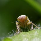 Kleine Wiesenbewohnerin: Die Grüne Zwergzikade (Cicadella viridis)