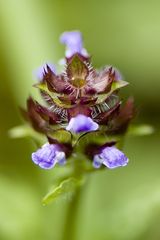 kleine wiesenblüte