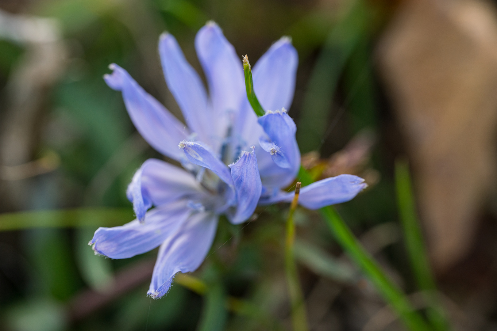 kleine Wiesenblume