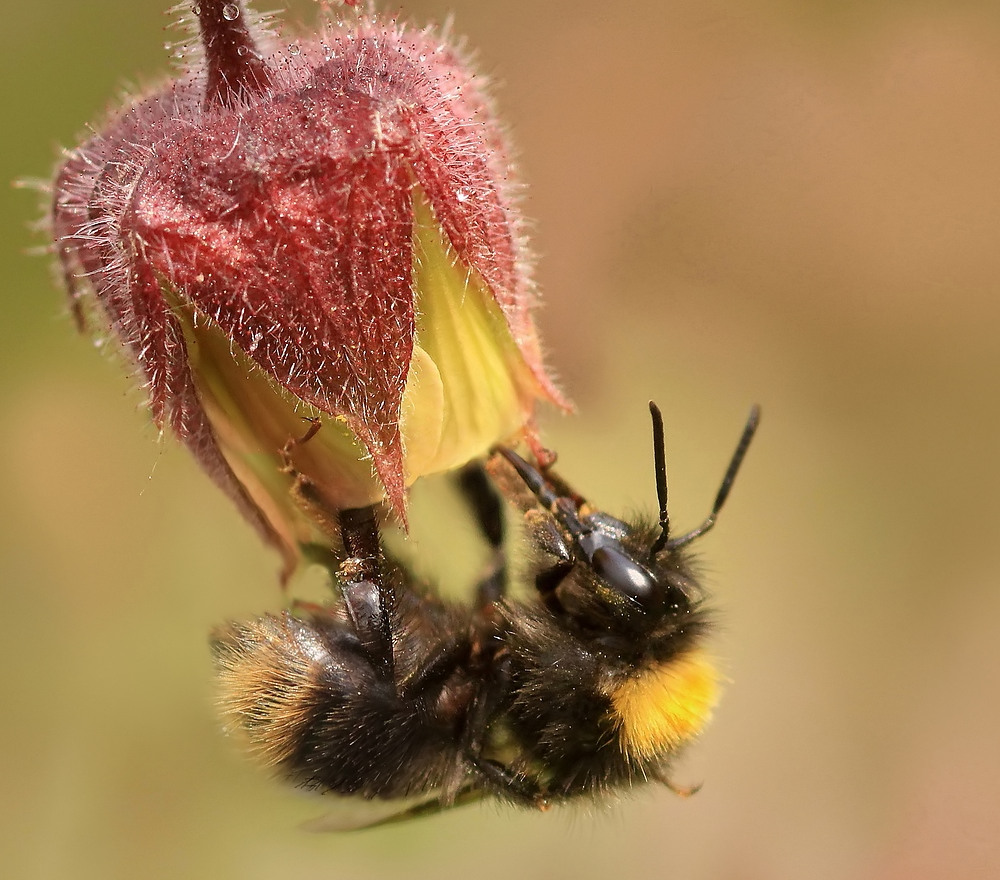 Kleine Wiesenhummel...