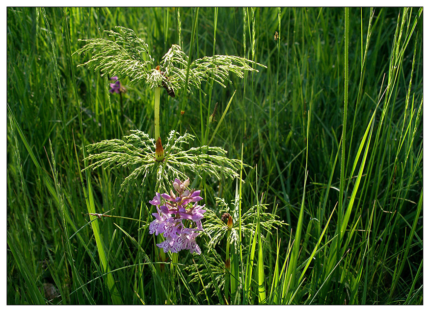 Kleine Wiesenmärchenwelt