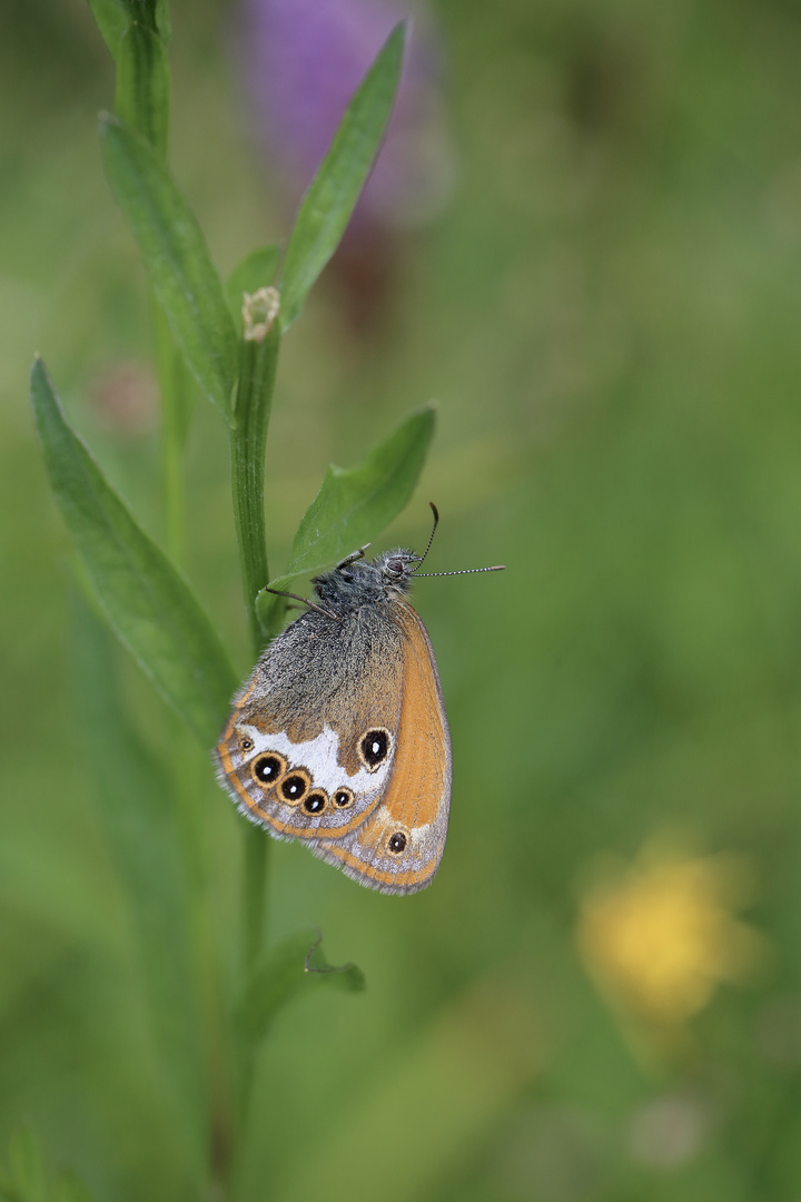 Kleine Wiesenperle